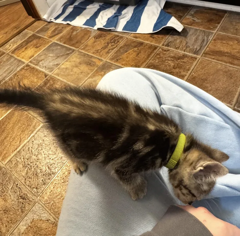 A baby medium-sized male Tabby (Buff / Tan / Fawn) Tiger cat named Crux for adoption in Grand Haven, MI