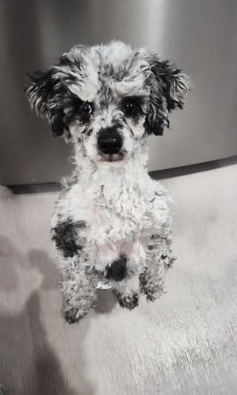 An adult small-sized male Poodle (Toy) dog named David for adoption in Zanesville, OH