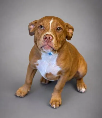 A young medium-sized male Pit Bull Terrier dog named Trooper for adoption in Bowling Green, KY