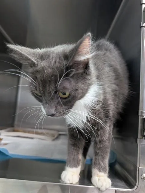 A young small-sized female Domestic Short Hair cat named Sky for adoption in Westminster, MD