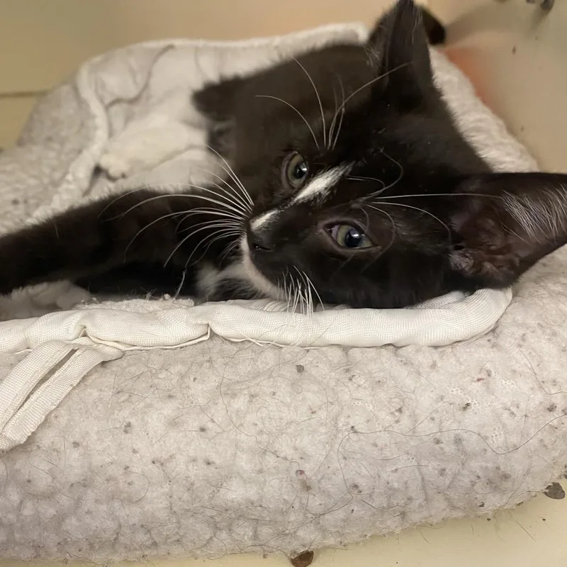 A baby small-sized male Black Domestic Short Hair cat named Moray for adoption in Dayton, OH