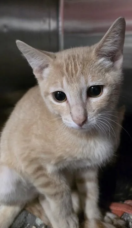 A young small-sized male Domestic Short Hair cat named Dimitri for adoption in Phoenix, AZ
