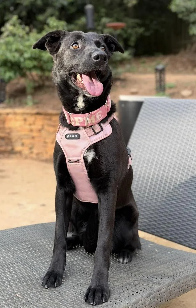 An adult large-sized female Shepherd dog named Evie for adoption in Dunwoody, GA