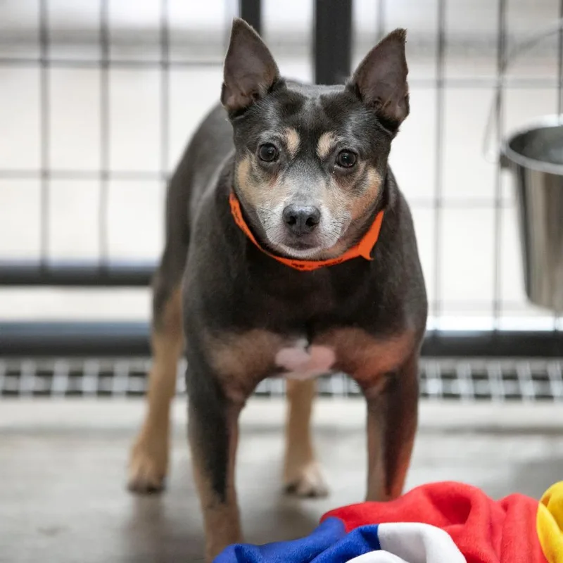 A senior small-sized male Rat Terrier dog named Twotwo for adoption in Peyton, CO