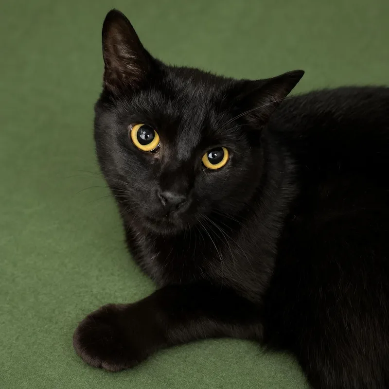 A young medium-sized male Black Domestic Short Hair cat named Kenzo for adoption in Stafford, VA