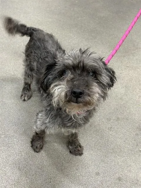 A senior small-sized male Schnauzer dog named Herschel for adoption in Upper Marlboro, MD
