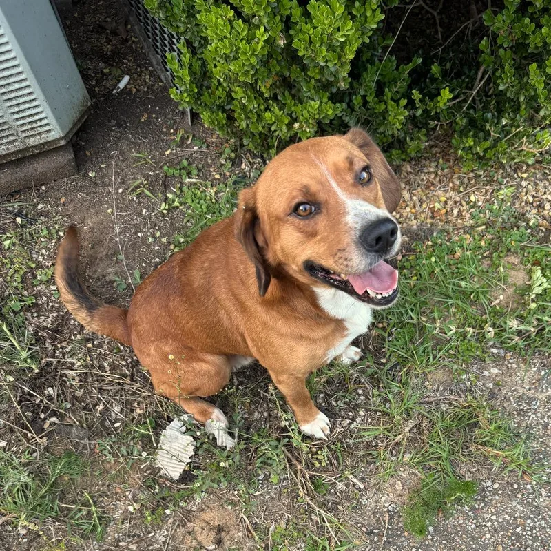 An adult small-sized male Brown / Chocolate Beagle dog named Bear for adoption in Livingston, TX