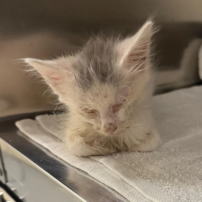 A baby small-sized male White Domestic Short Hair cat named Jessie for adoption in Columbus, GA
