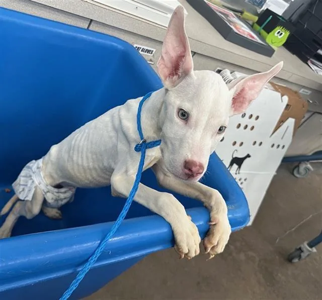 A baby large-sized male Mixed Breed dog named Silas for adoption in Dallas, TX
