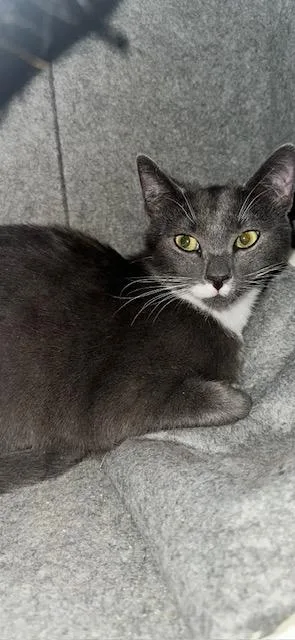 A baby medium-sized male Gray & White Domestic Short Hair cat named Colt for adoption in Belmont, NC