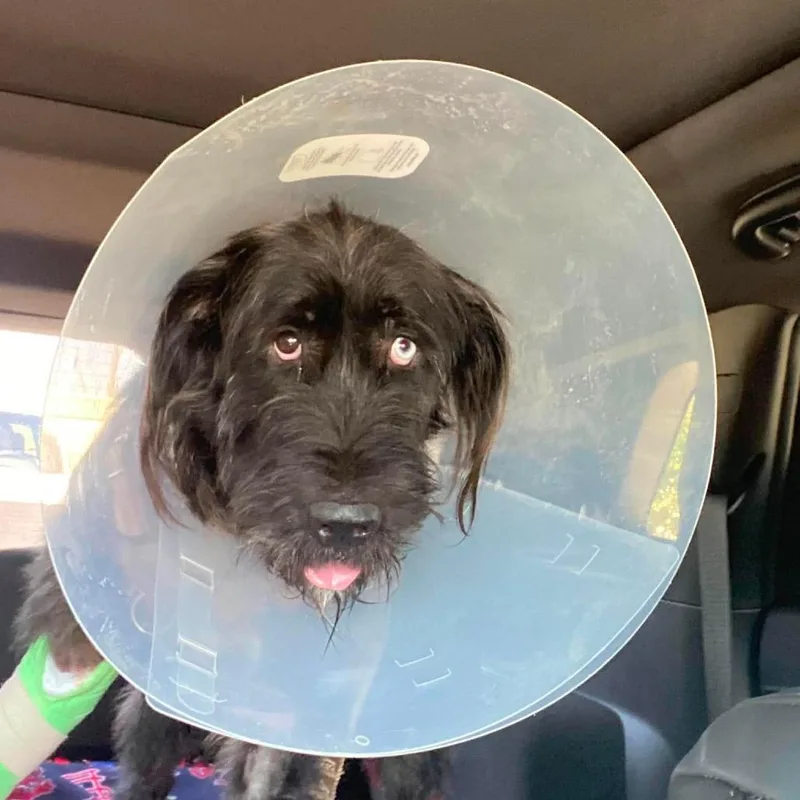 An adult medium-sized male Black Giant Schnauzer dog named Liam for adoption in Houston, TX