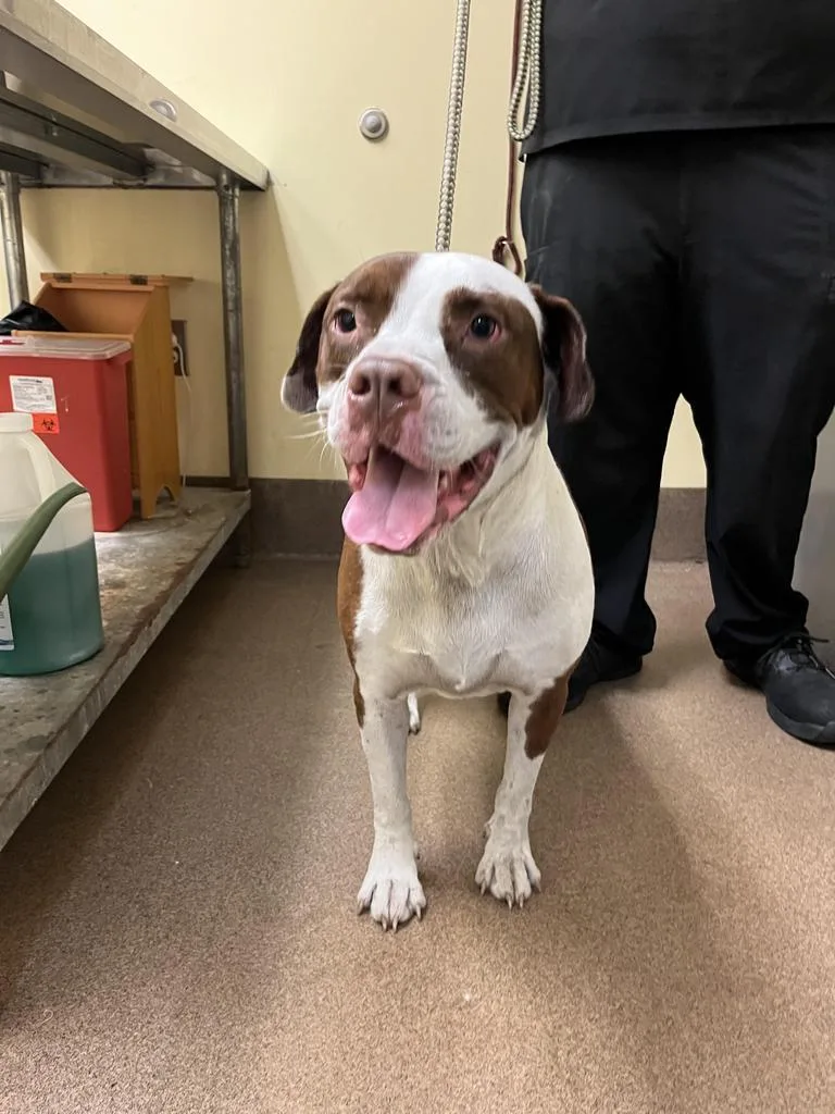 An adult medium-sized male Mixed Breed dog named Titanic ✅ for adoption in Florence, SC