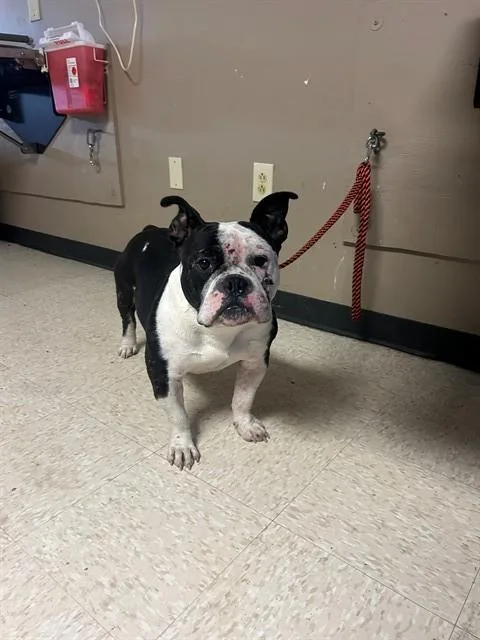 A young large-sized male American Bulldog dog named A for adoption in Conroe, TX