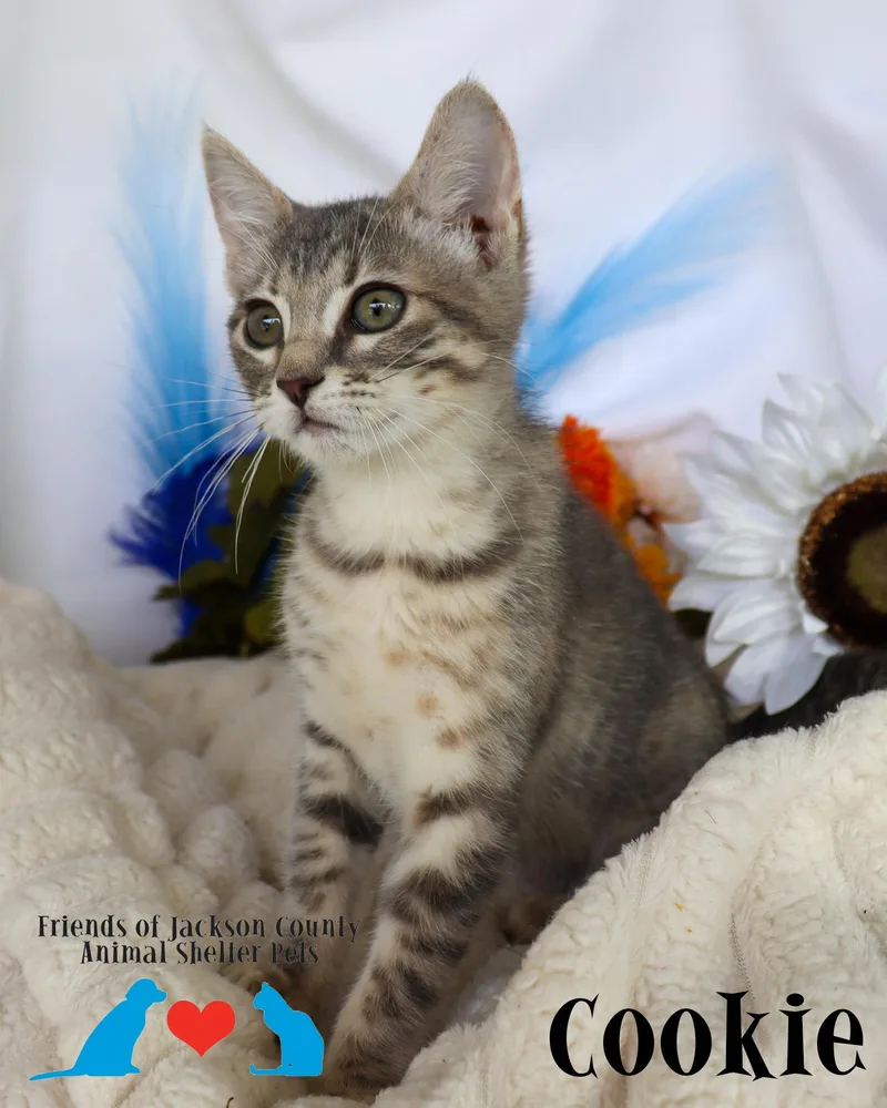 A baby small-sized female Tabby (Gray / Blue / Silver) Domestic Short Hair cat named Cookie for adoption in Ocean Springs, MS