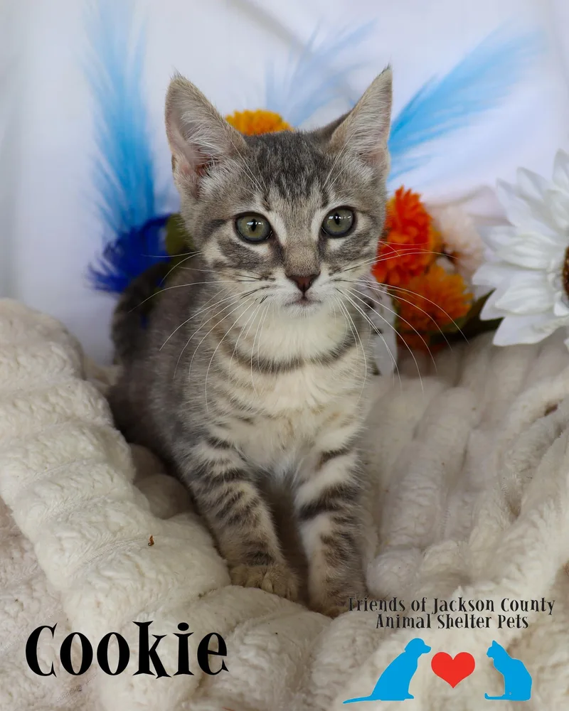 Cookie thumbnail 2