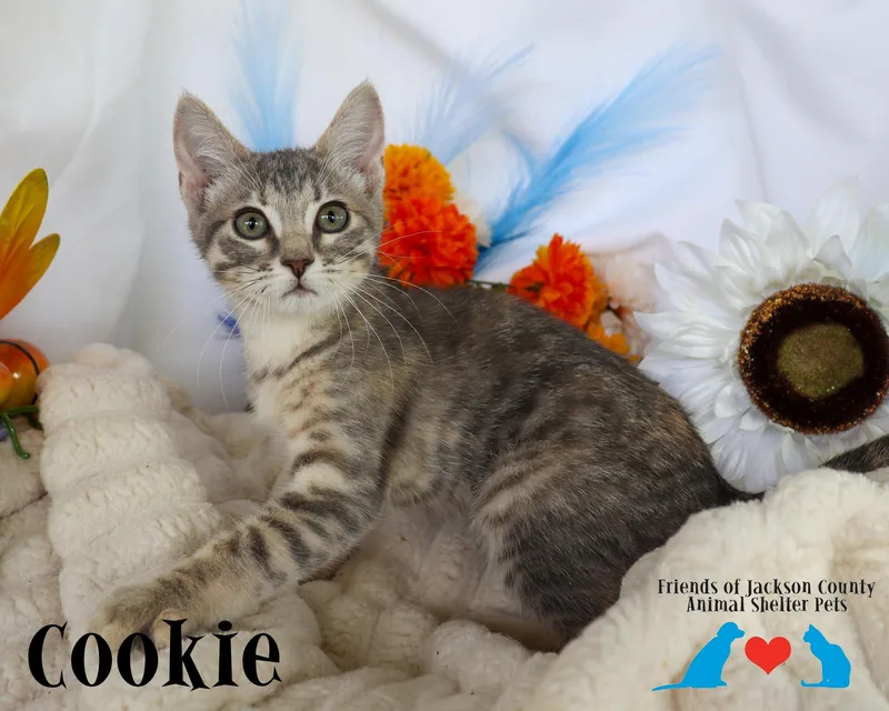 Cookie thumbnail 4