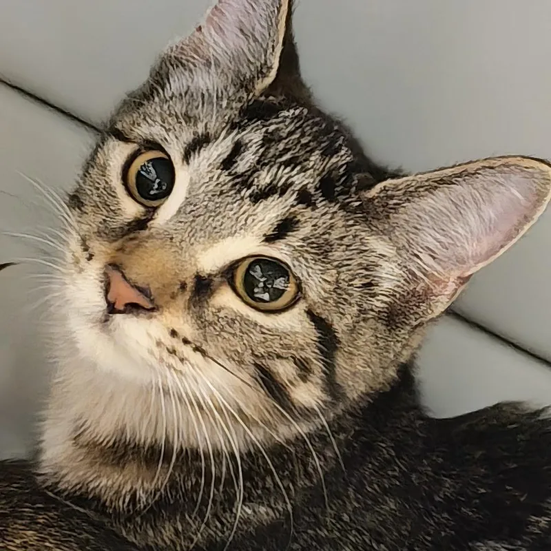A baby small-sized female Brown / Chocolate Domestic Short Hair cat named Michelle for adoption in Allentown, PA