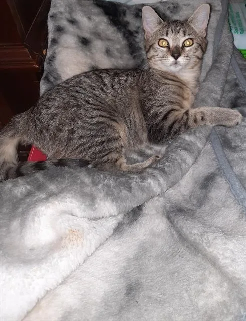 A young small-sized female Domestic Short Hair cat named Nala for adoption in Haw River, NC