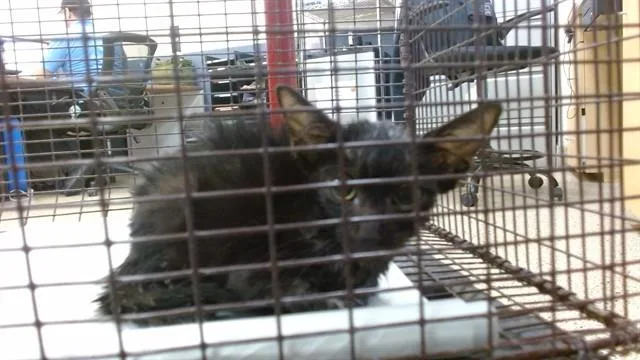 A baby small-sized male Domestic Short Hair cat named Fuzzy for adoption in Miami, FL