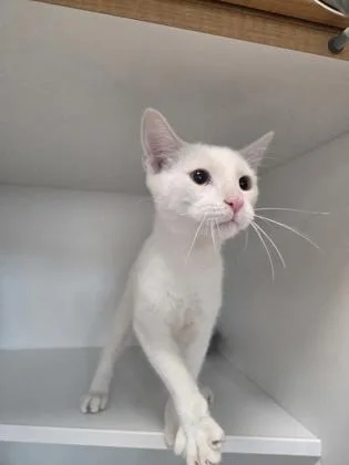A baby small-sized male Domestic Short Hair cat named Swiss for adoption in Savannah, GA