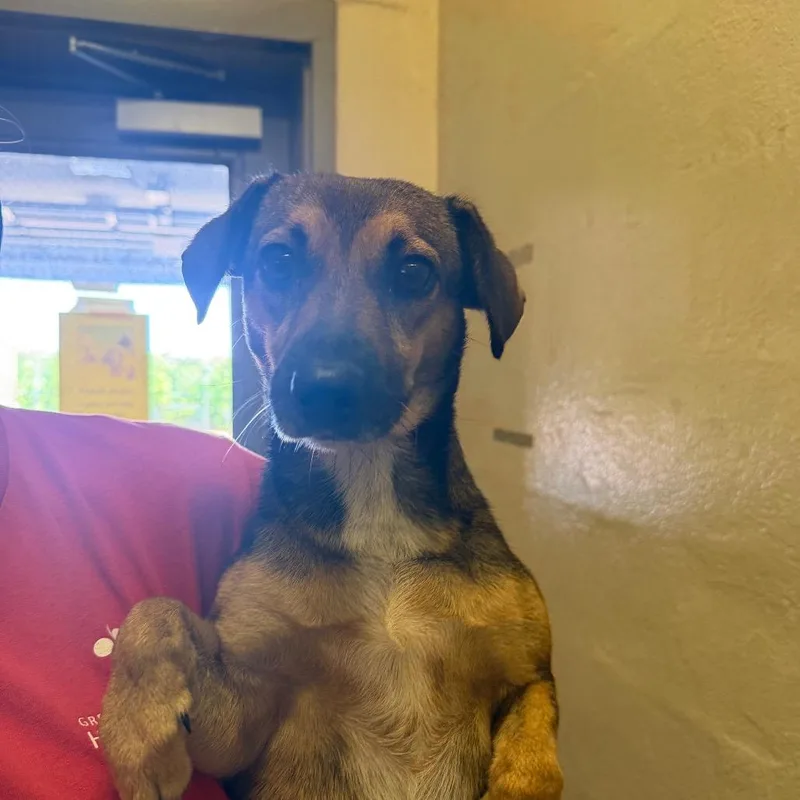 An adult small-sized female Brown / Chocolate Terrier dog named Miley for adoption in Birmingham, AL