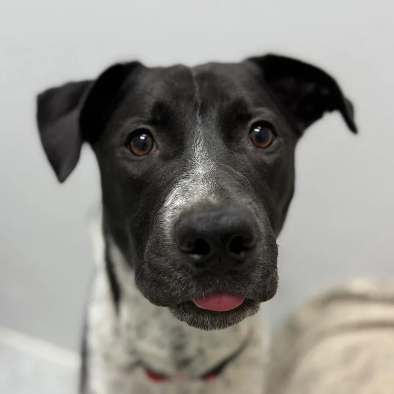 A young medium-sized female Black Blue Lacy dog named Blue for adoption in Monticello, IA