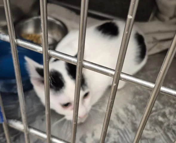 A baby medium-sized male Domestic Short Hair cat named Orville for adoption in Decatur, IL