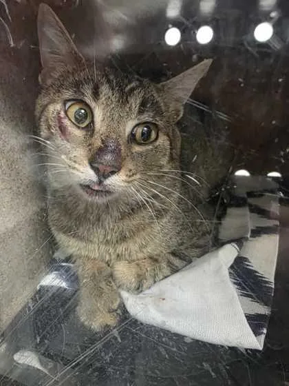 An adult medium-sized male Domestic Short Hair cat named Hazard for adoption in Sevierville, TN
