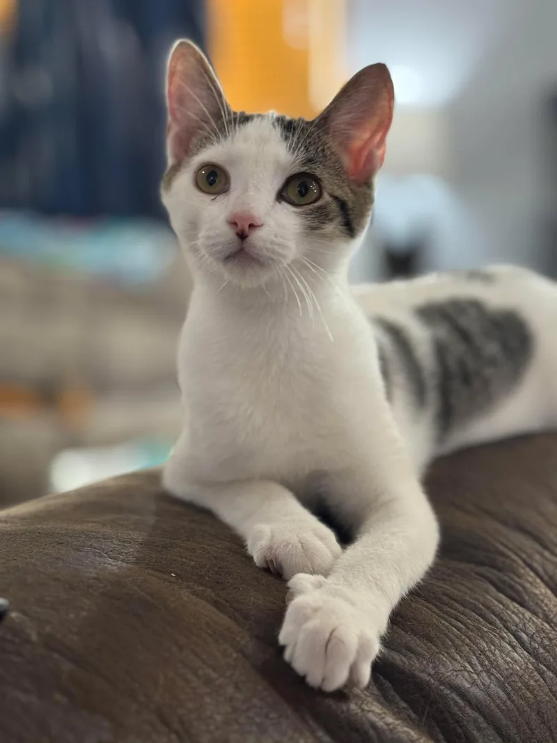 A baby medium-sized female Tabby (Brown / Chocolate) Domestic Short Hair cat named Hartman for adoption in Sioux Falls, SD
