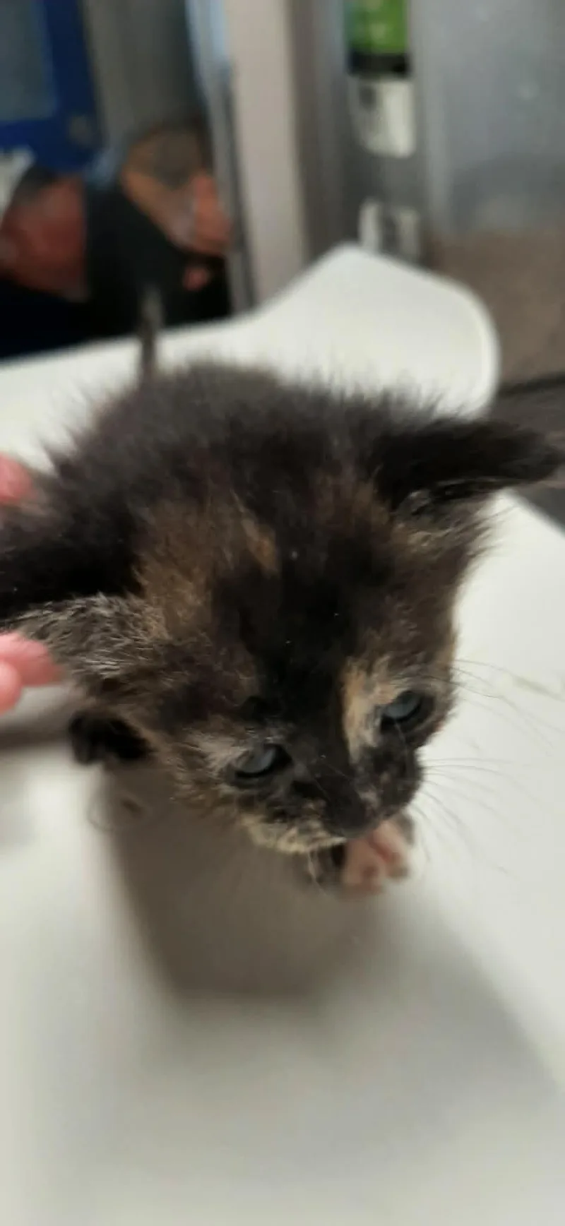 A baby medium-sized female Tortoiseshell Domestic Short Hair cat named Ursula for adoption in Georgetown, OH