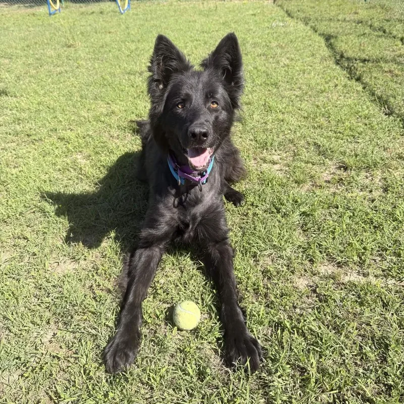 An adult large-sized female Black German Shepherd Dog dog named Ladybug for adoption in Gloucester, VA