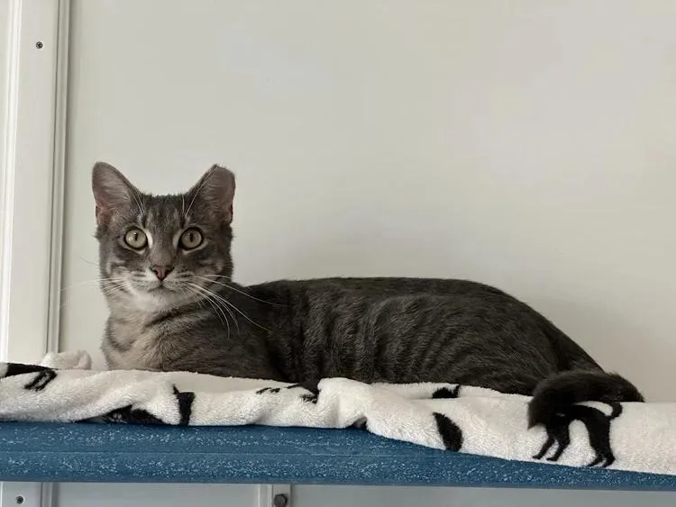 A young medium-sized male Tabby (Gray / Blue / Silver) Domestic Short Hair cat named Kyle for adoption in Winona, MN