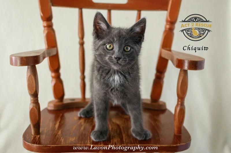 Chiquito thumbnail 2