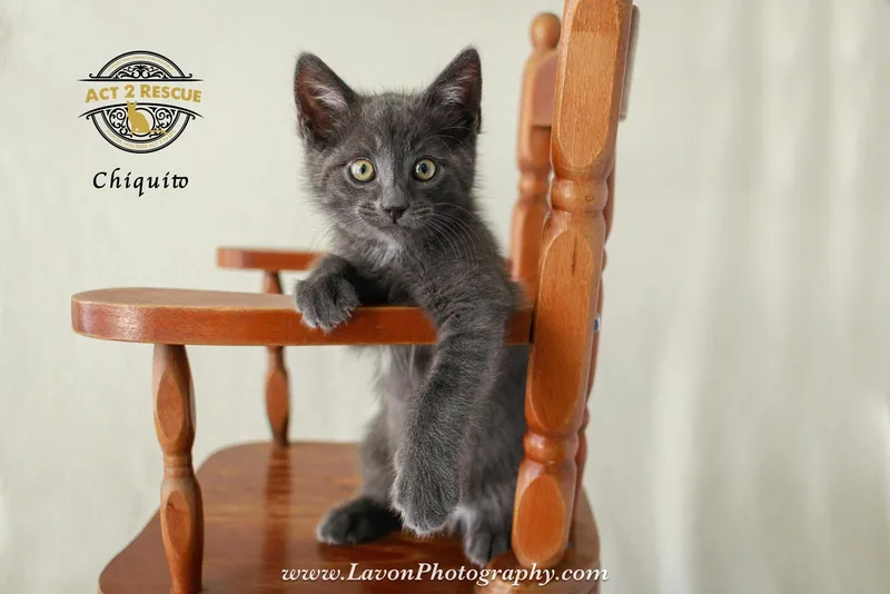 Chiquito thumbnail 3