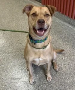 An adult large-sized female Mixed Breed dog named Corellia for adoption in Kansas City, MO