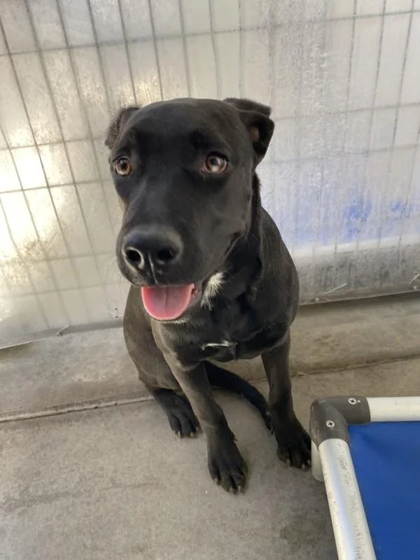 A young large-sized female Pit Bull Terrier dog named Donna for adoption in Victorville, CA