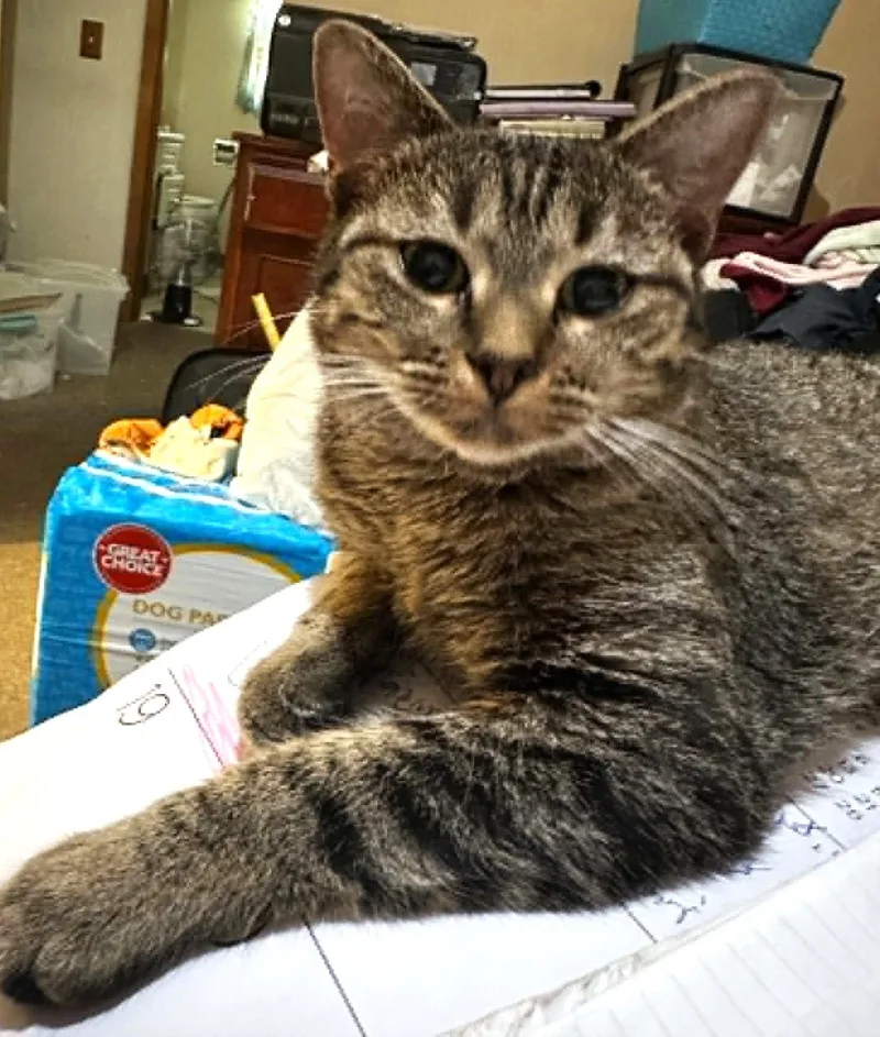 A young medium-sized female Tabby (Brown / Chocolate) Domestic Short Hair cat named Abby for adoption in Duluth, MN