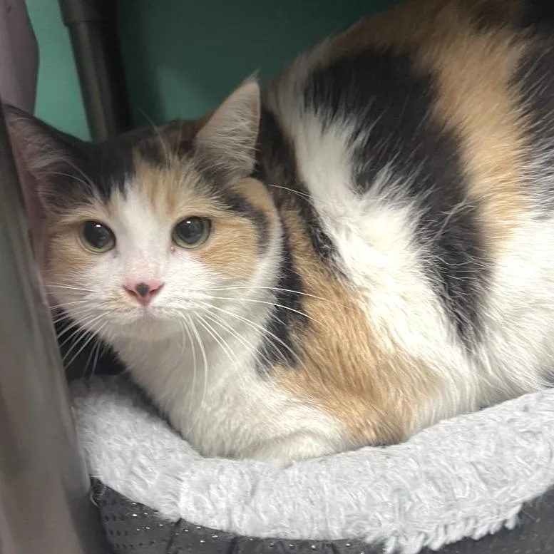 An adult medium-sized female Buff / Tan / Fawn Domestic Short Hair cat named Layla for adoption in Owosso, MI
