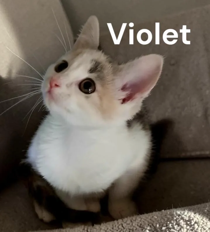 A baby medium-sized female Dilute Calico cat named Violet for adoption in Weems, VA
