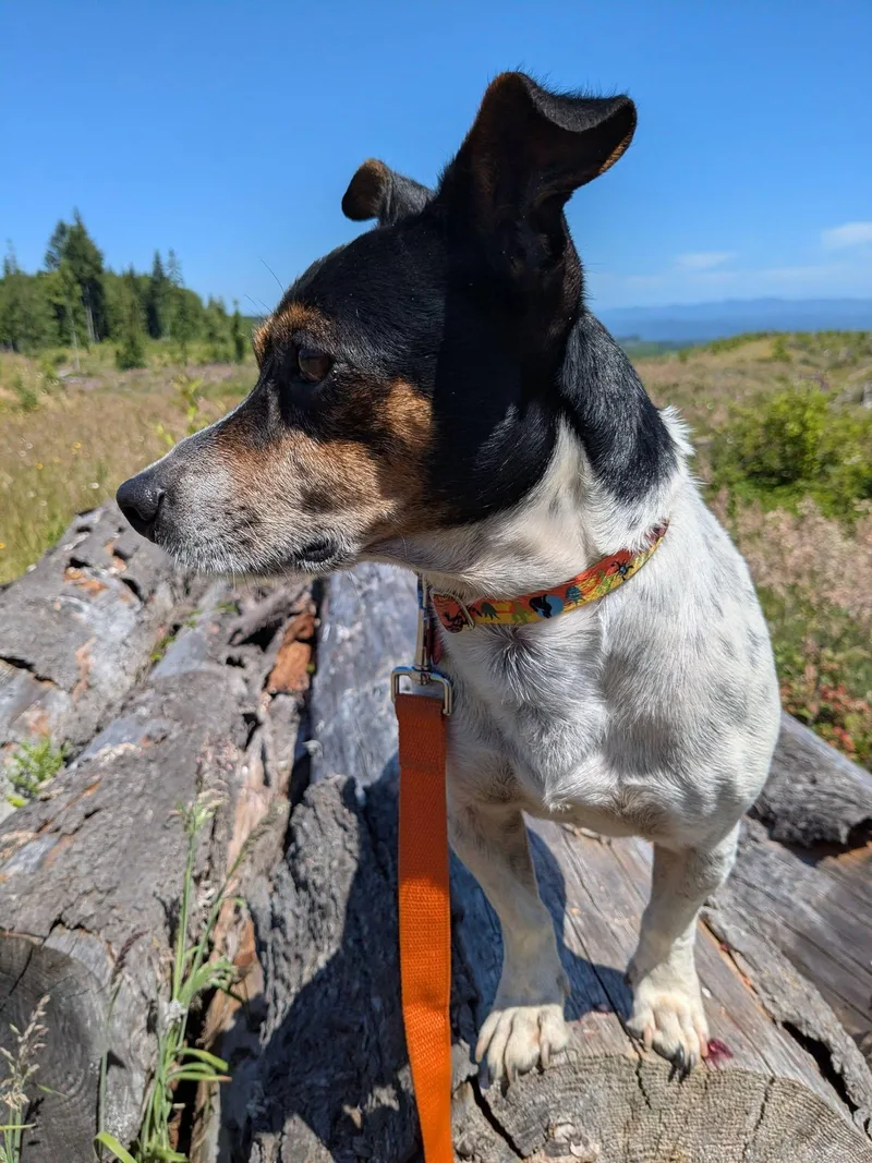An adult small-sized male Tricolor (Brown, Black, & White) Jack Russell Terrier dog named Duck for adoption in Clatskanie, OR