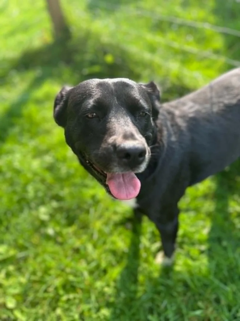 An adult medium-sized female Hound dog named Lilly Parker June Bug for adoption in Hinton, WV