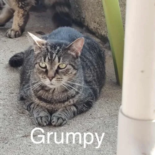 An adult medium-sized female Tabby (Brown / Chocolate) Domestic Short Hair cat named Grumpy for adoption in Tipp City, OH