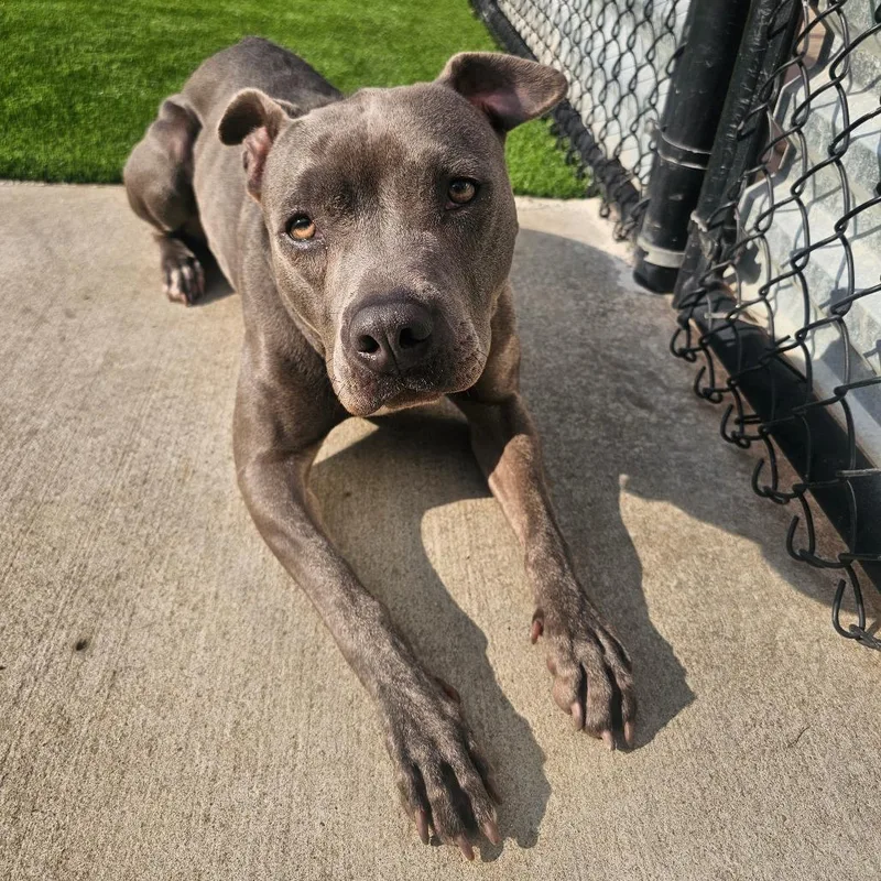 An adult medium-sized female Gray / Blue / Silver Mixed Breed dog named Snap Pea for adoption in Pittsburgh, PA