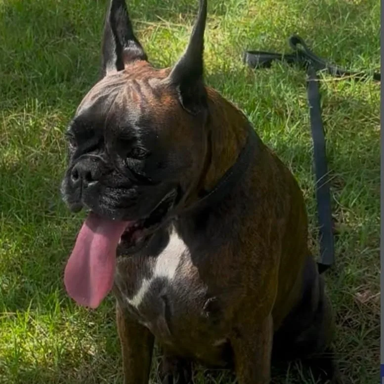 A young medium-sized female Boxer dog named Carly for adoption in Thousand Oaks, CA