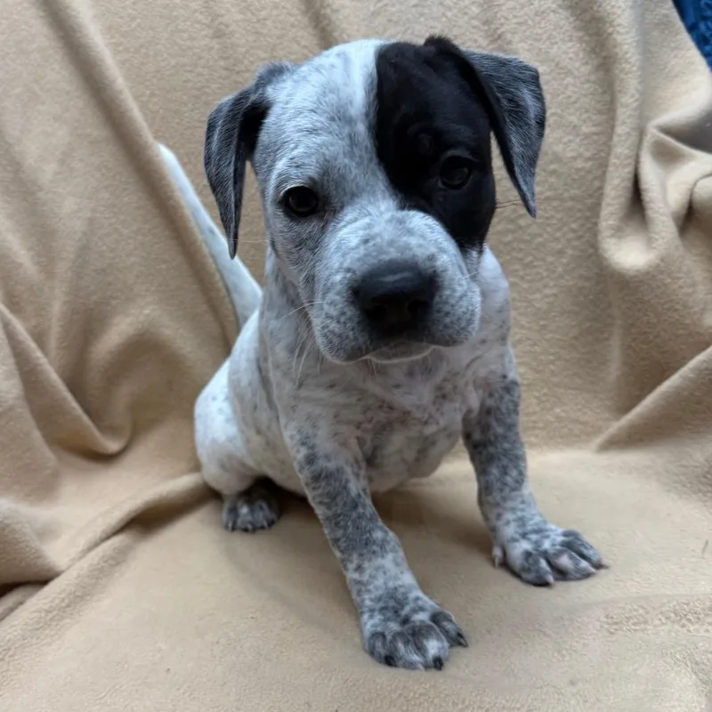 A baby medium-sized female White / Cream Mixed Breed dog named Eos for adoption in St. Peters, MO