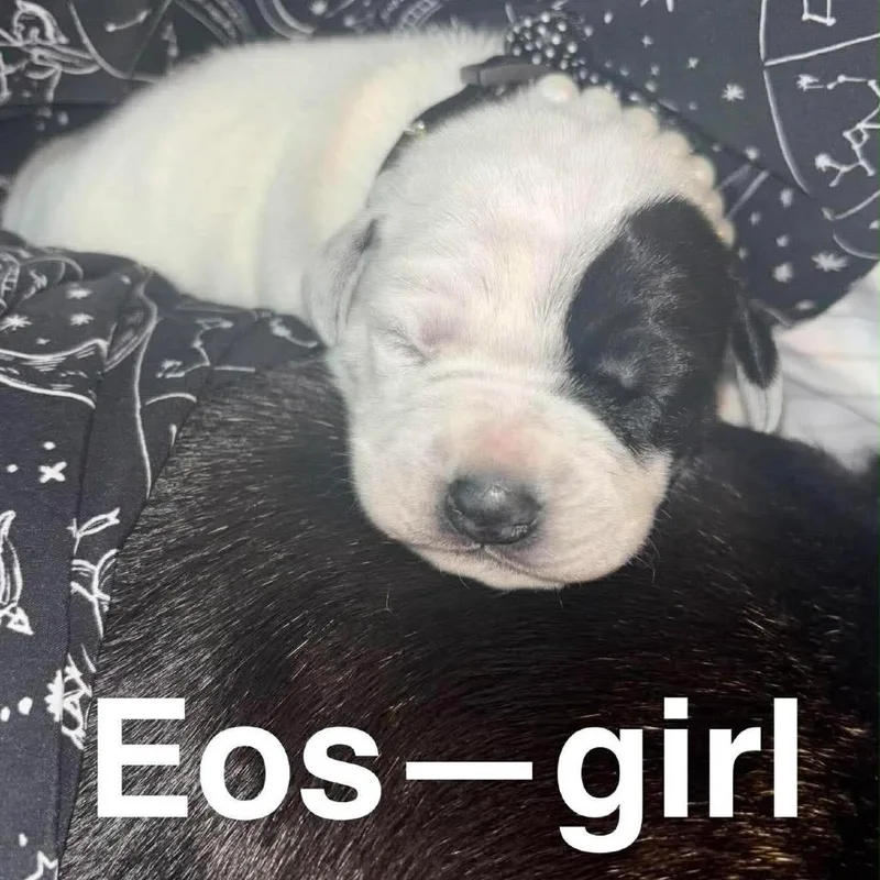 Eos thumbnail 2