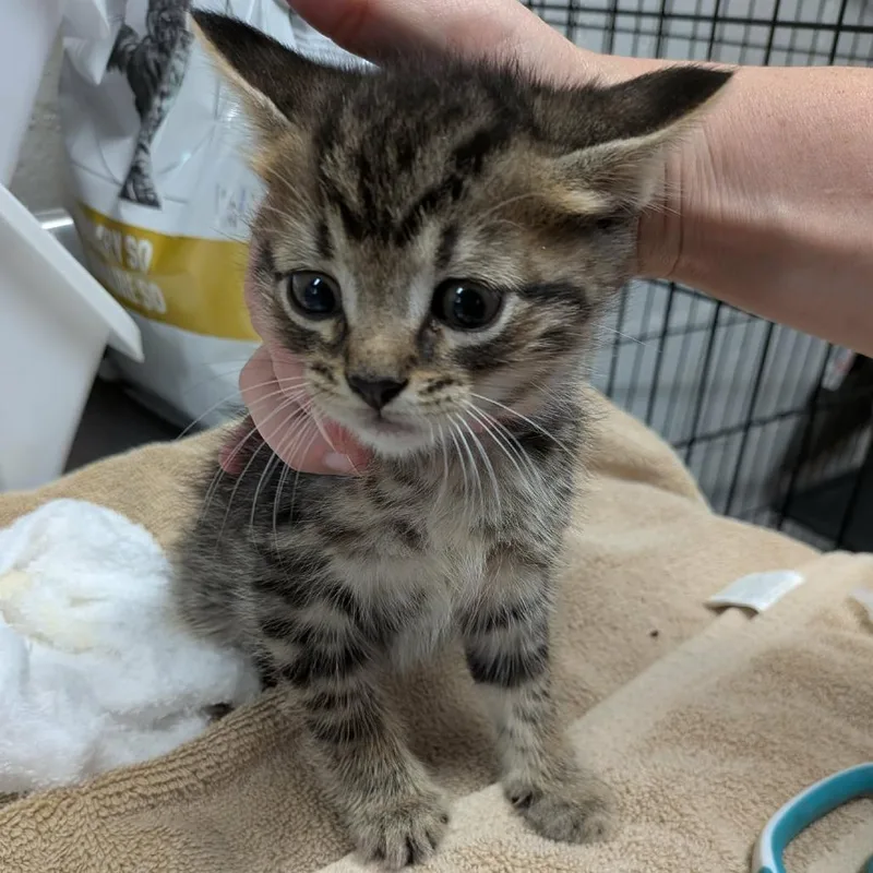 A baby small-sized male Brown / Chocolate Domestic Short Hair cat named Tabby Orange for adoption in Greenville, PA