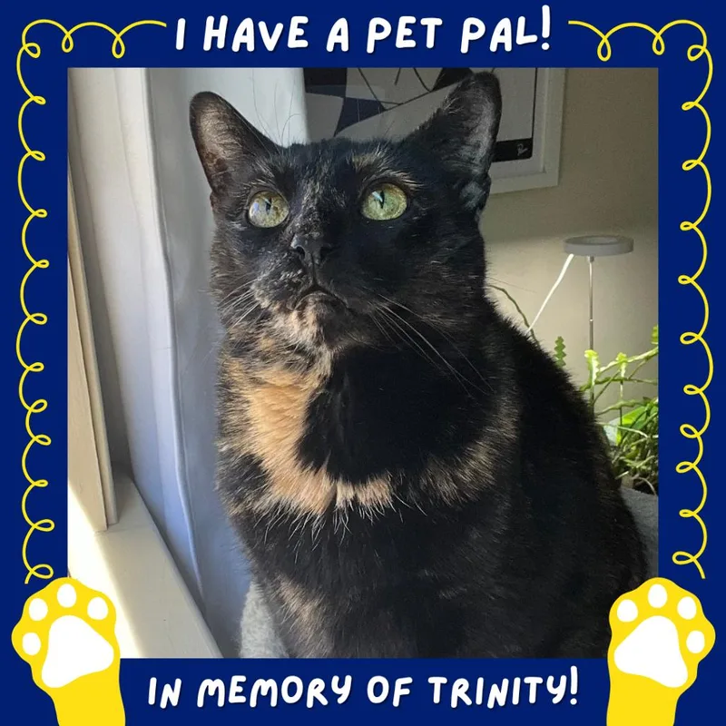 A senior small-sized female Tortoiseshell Domestic Short Hair cat named Missy for adoption in Falls Church, VA