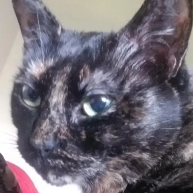 Missy thumbnail 2
