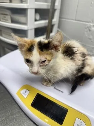 A baby small-sized female Domestic Short Hair cat named Funnel Cake for adoption in West Chester, PA